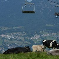 Mucche al pascolo in Val di Fiemme  - Mucche al pascolo sui monti della Val di Fiemme