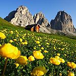 Val di Fassa - Summertime  - Happy run through flowering meadows and let your fantasy run with you!