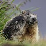 Close encounters in Fassa valley - ..a Marmot and a smile...