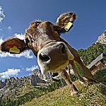 Val di Fassa and wildlife - The easiest 