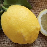 Olio essenziale di Limone Feminiello  